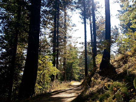 A sunlit forest path winds through tall, dense trees, with sunlight filtering through the branches and casting dappled patterns on the ground. The scene is rich with greenery, with various shades of leaves and undergrowth, giving a fresh and natural feel.