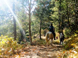 Golden light filters through forest trees as a horse and rider follow a narrow trail winding through lush greenery.