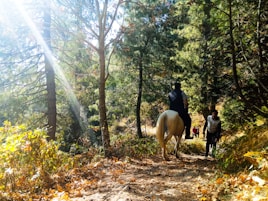 A rider gently trotting along a sun-dappled forest trail surrounded by lush greenery.
