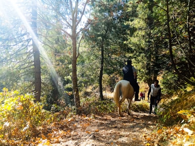 A warm blanket folded neatly on a saddle, sunlight filtering through trees on a quiet trail.