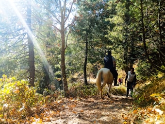 A serene forest path bathed in sunlight with tall green trees and foliage. A person is riding a white horse along the path, while another person walks beside them. Sun rays filter through the trees, illuminating the leaves with a warm glow.
