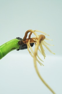 Close-up of a vibrant green houseplant leaf with delicate tissue culture roots visible.
