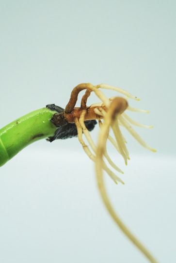 Close-up of a vibrant green houseplant leaf with delicate tissue culture roots visible.