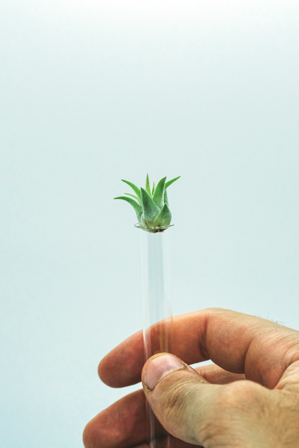 person holding white flower with green leaves