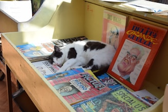 A black and white cat is sleeping on a shelf filled with colorful comic books. The shelf is made of wood and is painted yellow. Sunlight is streaming in, illuminating the cat and the comics. The comics have vibrant covers with various illustrations, including caricatures and cartoon characters.