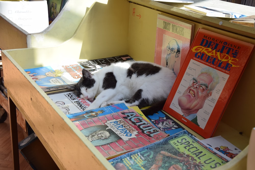 white and black cat on brown wooden shelf