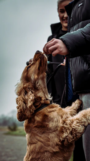 Medical training pour chien, préparer sa séance d'ostéopathie