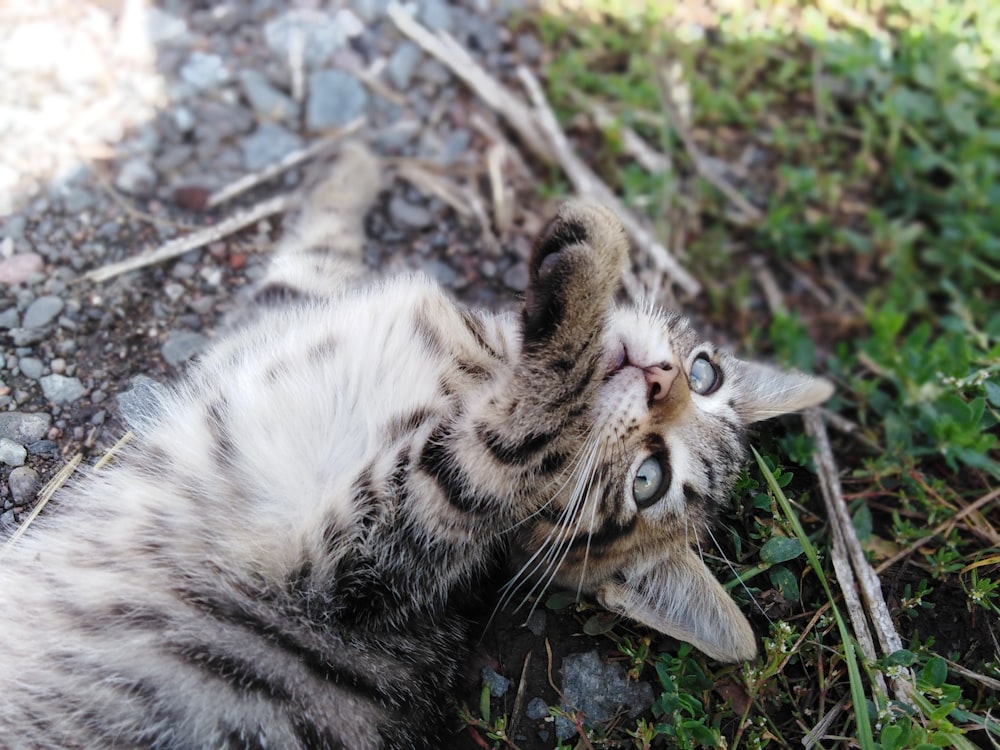 white and black tabby cat lying on ground