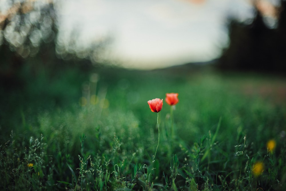red flower on green grass during daytime