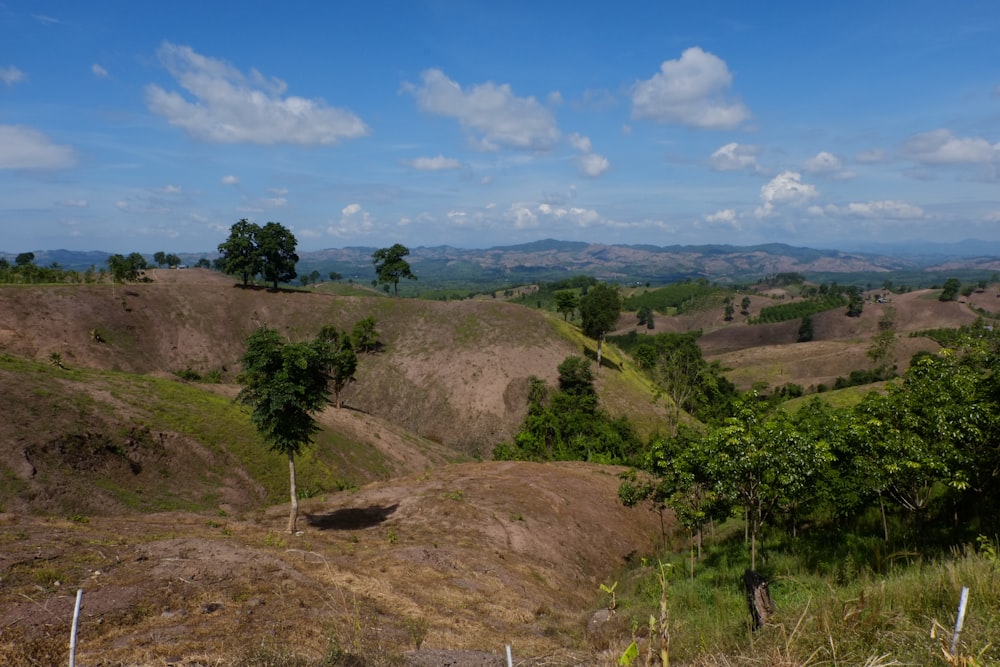 green grass on brown soil under blue sky during daytime