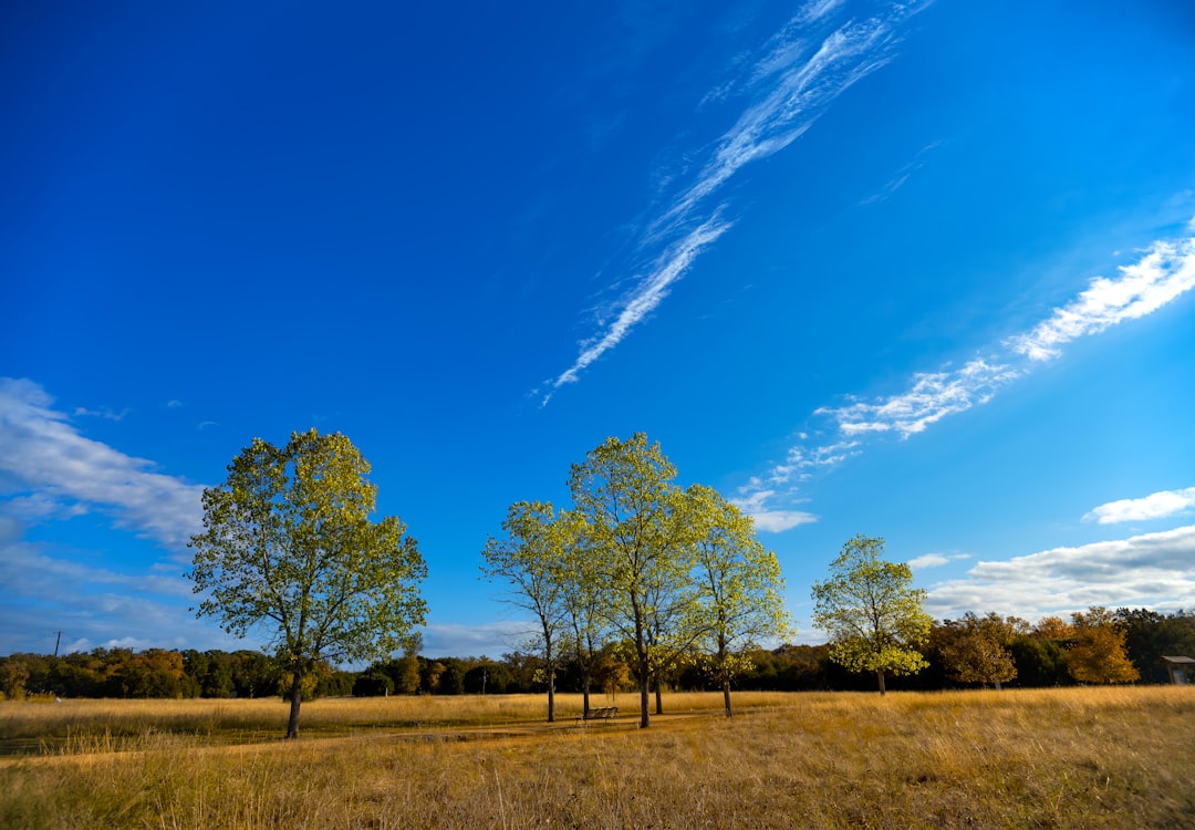 green trees on brown grass field under blue sky during daytime