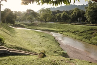 A serene landscape with soft light rays filtering through gentle green foliage.