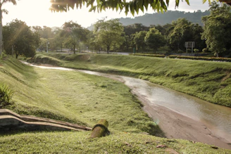 A serene natural landscape with soft green foliage and gentle sunlight filtering through trees.