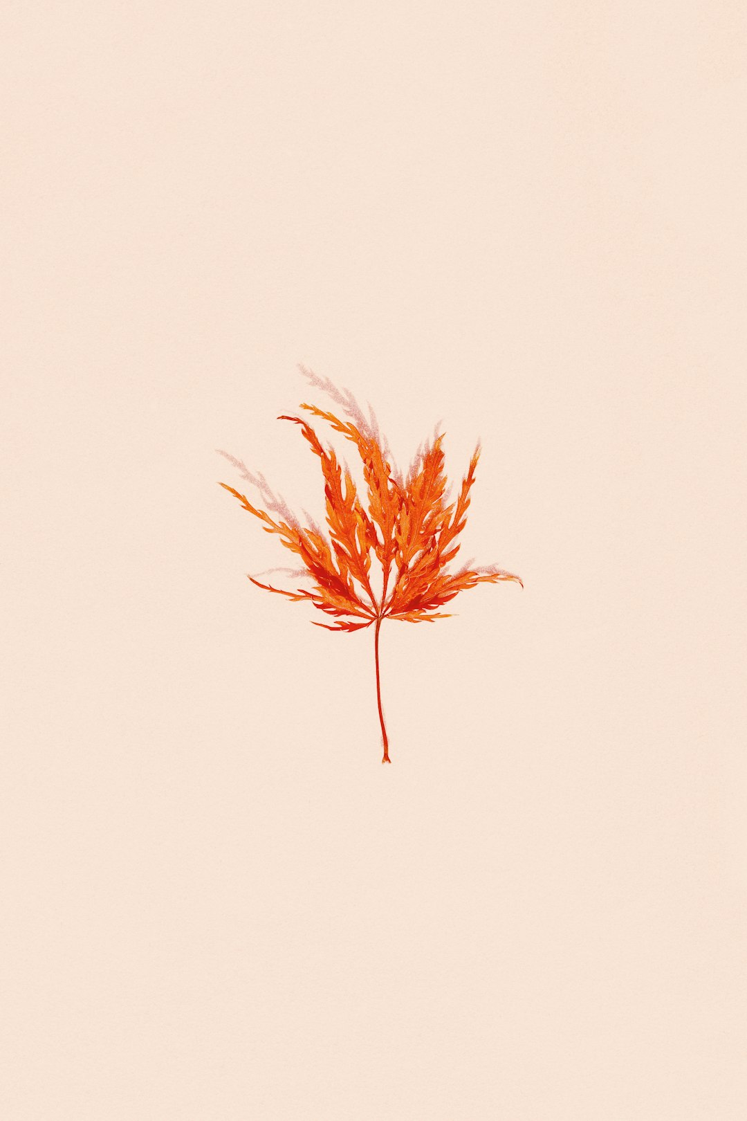 brown plant on white background