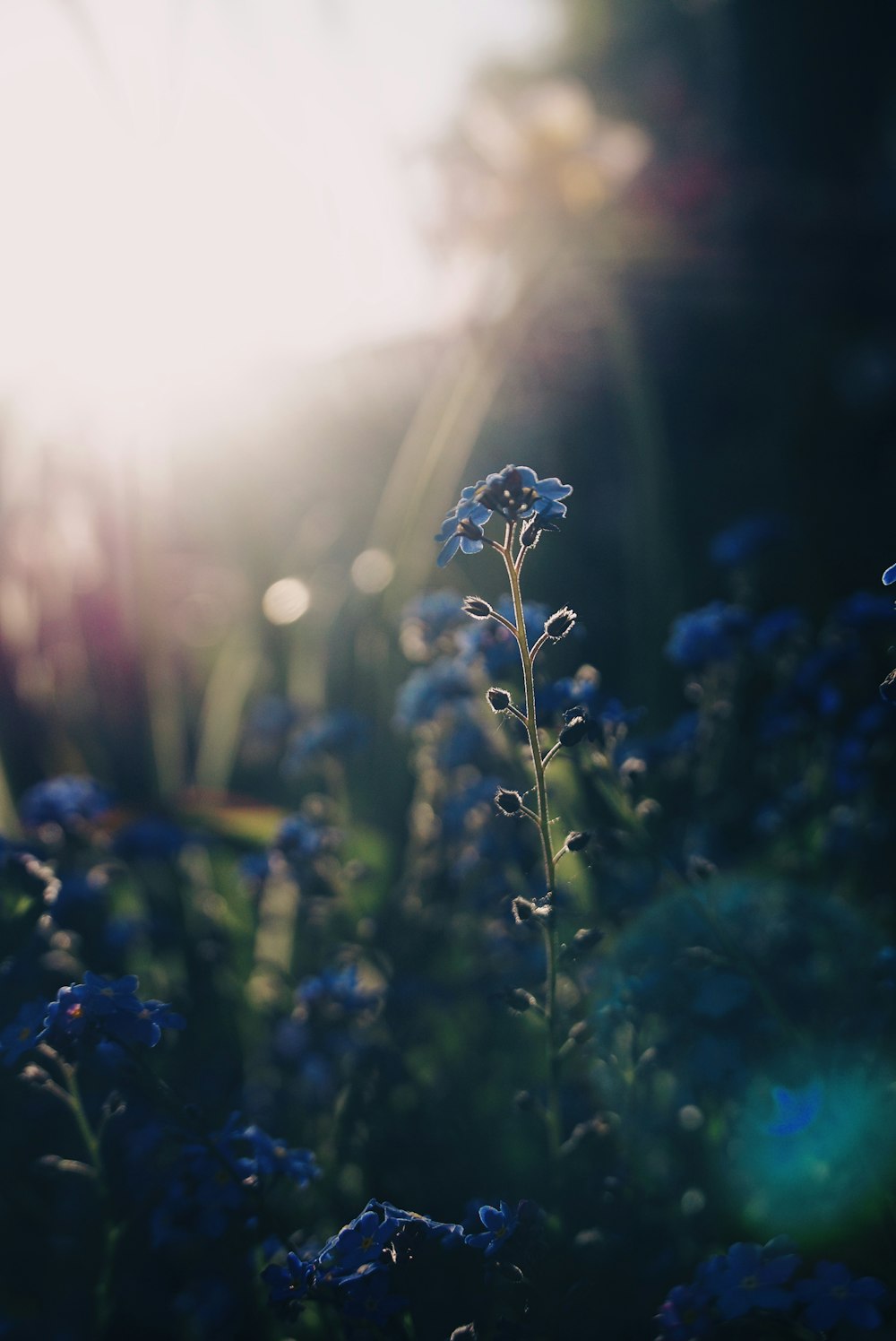 blue flower in tilt shift lens