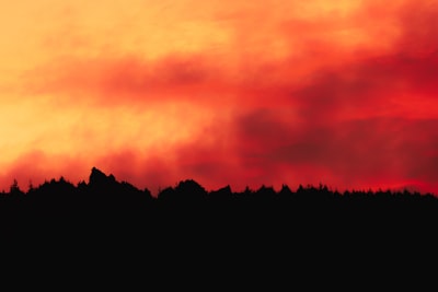 silhouette of trees during sunset pacific northwest zoom background