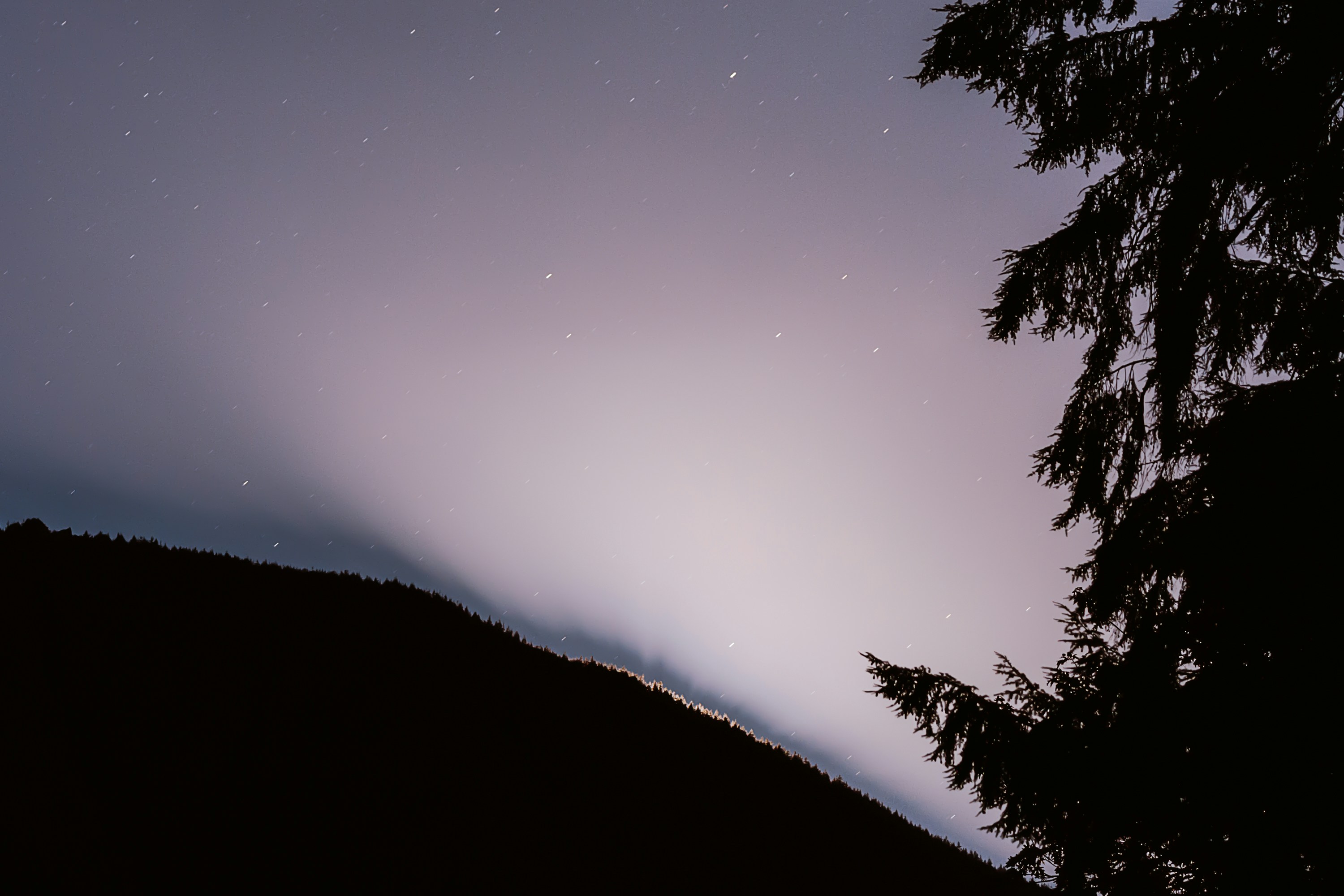 silhouette of trees during night time pacific northwest teams background