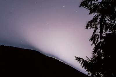 silhouette of trees during night time pacific northwest zoom background
