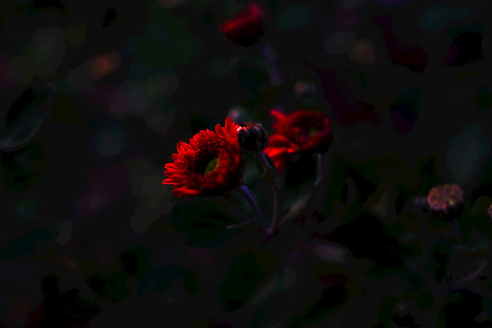 red flower in tilt shift lens