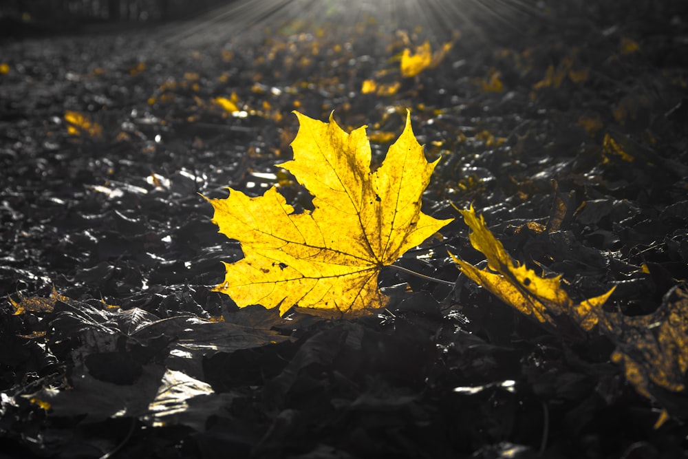 yellow maple leaf on water