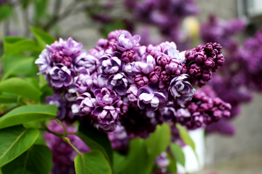 purple flowers in tilt shift lens