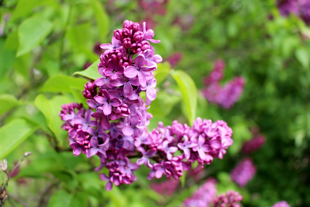 purple flower in tilt shift lens