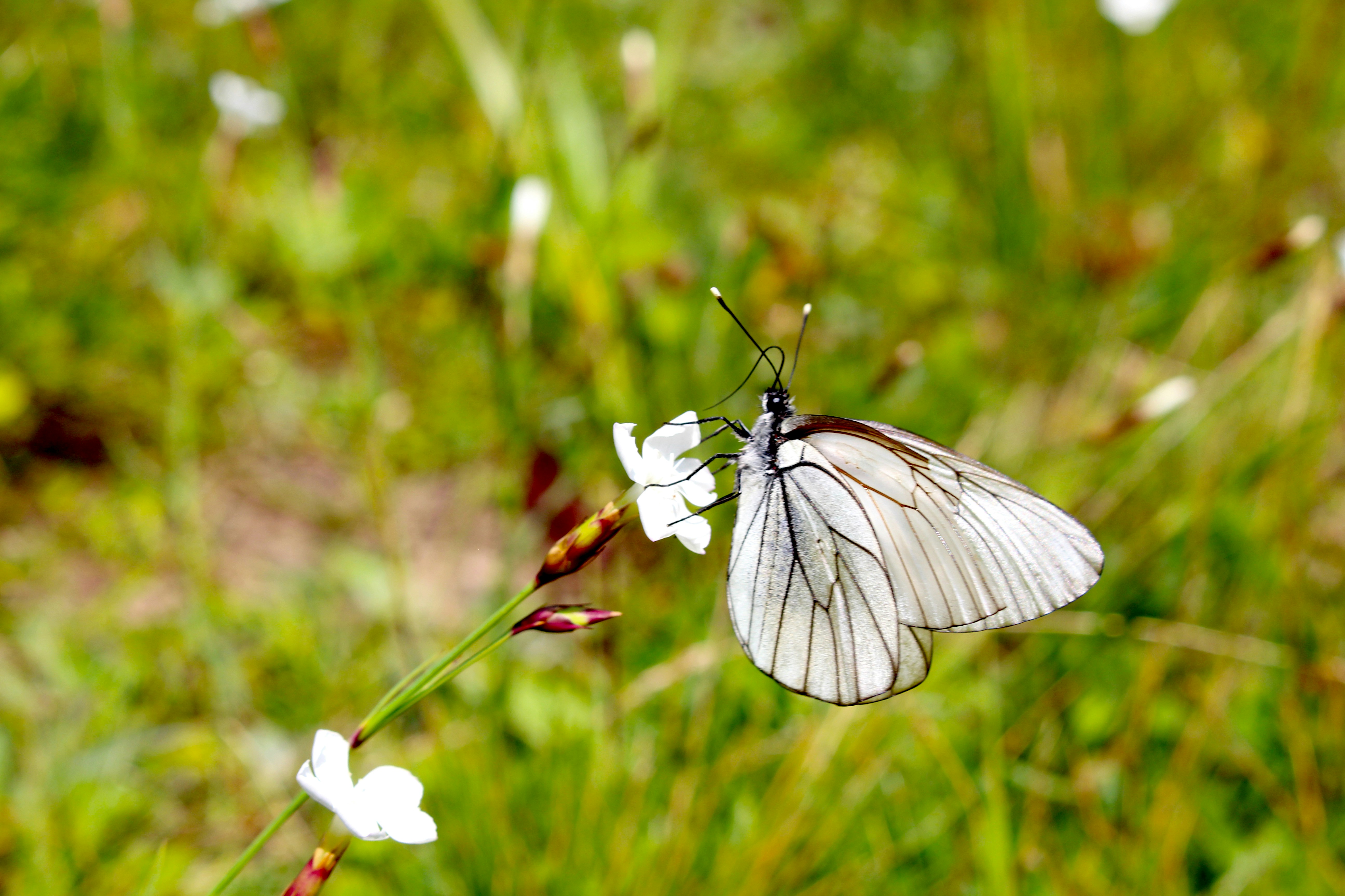 white butterfly perched on white flower in close up photography during daytime