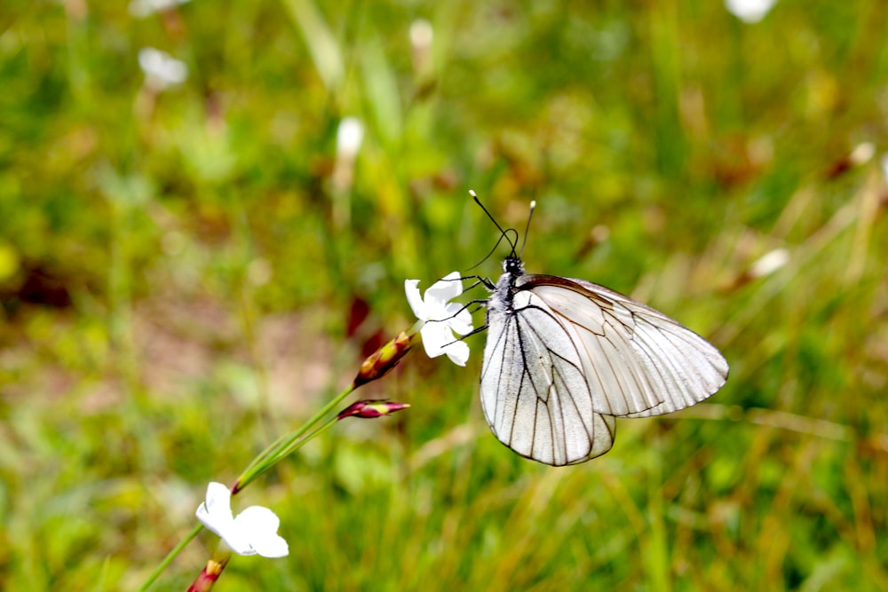 white butterfly perched on white flower in close up photography during daytime