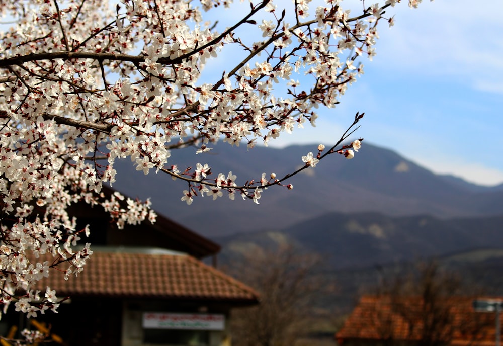 white cherry blossom in bloom during daytime