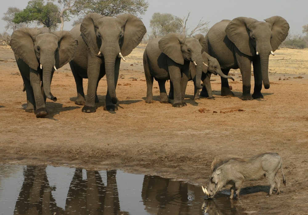 group of elephants on brown mud during daytime