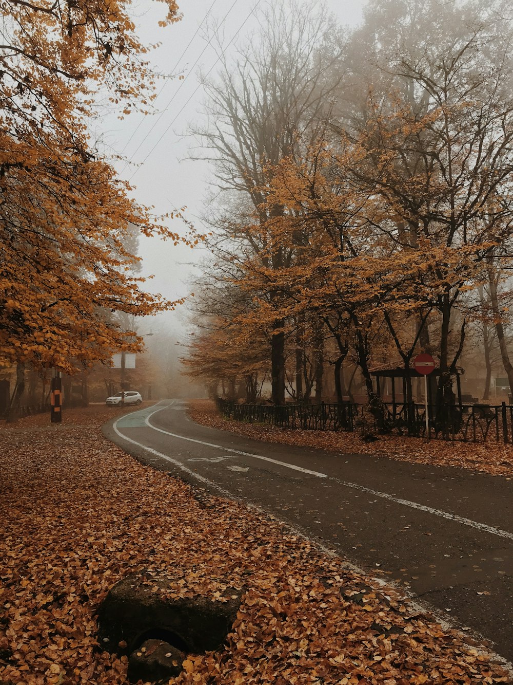 gray asphalt road between bare trees during daytime