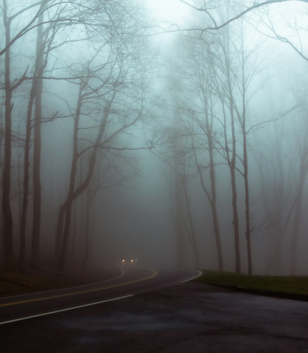 gray road in between trees covered with fog