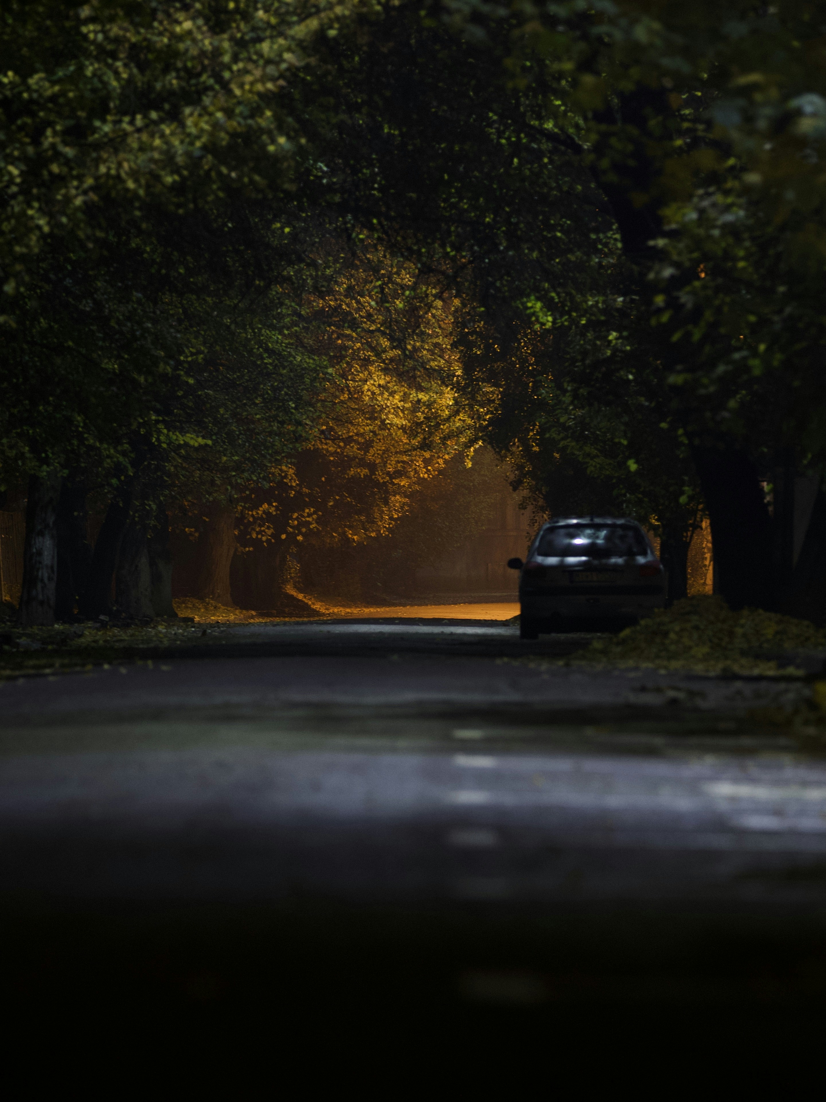 black car on road between trees during daytime
