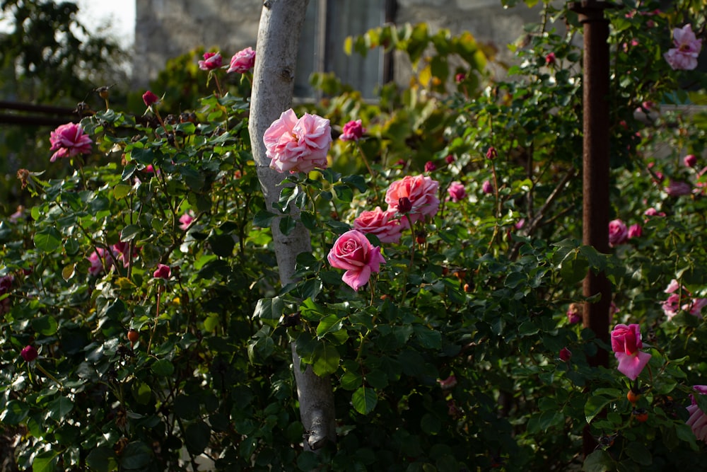 pink roses in bloom during daytime