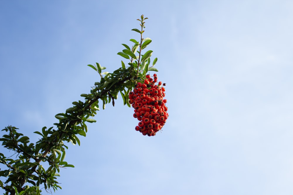 red fruit on green tree