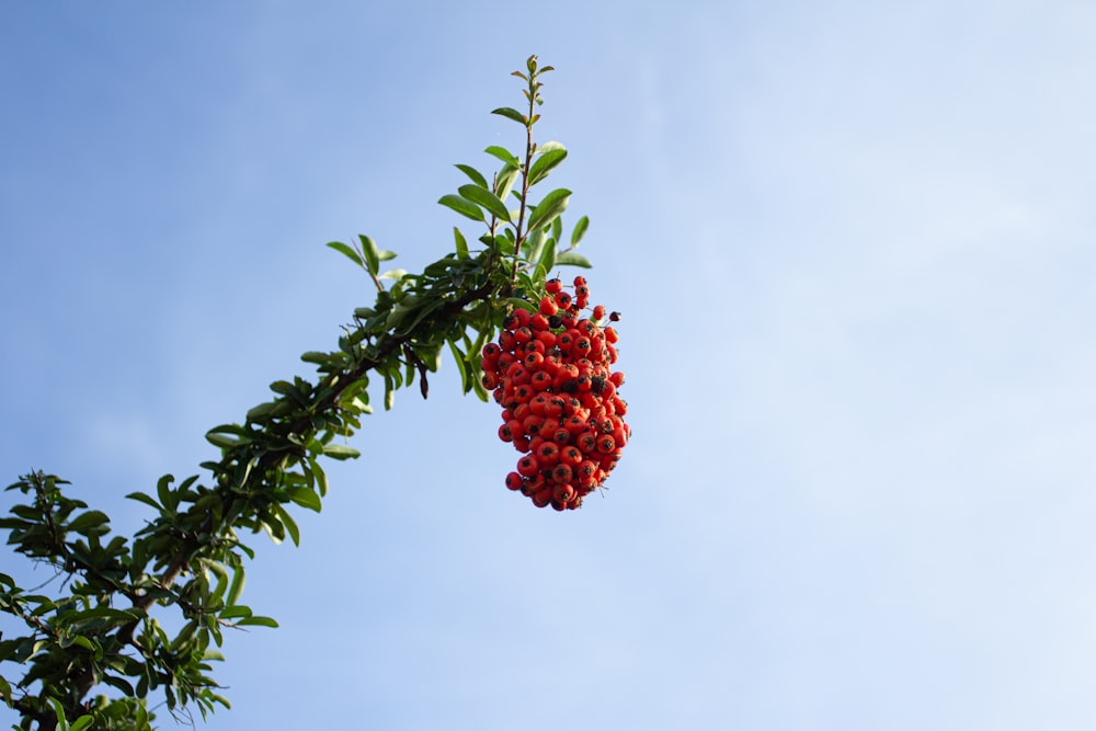 rote Früchte auf grünem Baum