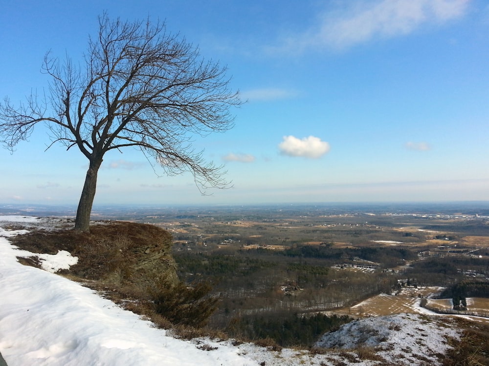 bare tree on hill under blue sky during daytime