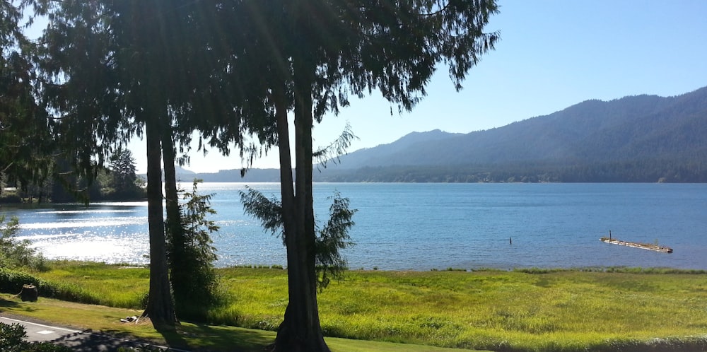 green tree near body of water during daytime