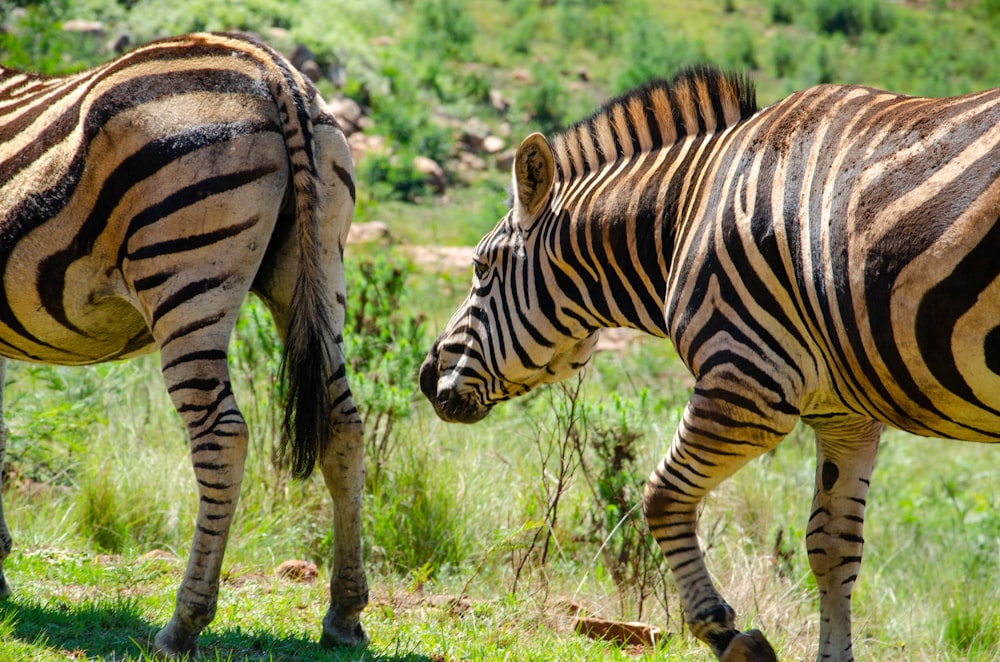 zebra eating grass during daytime