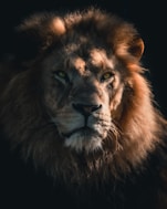 brown lion in close up photography