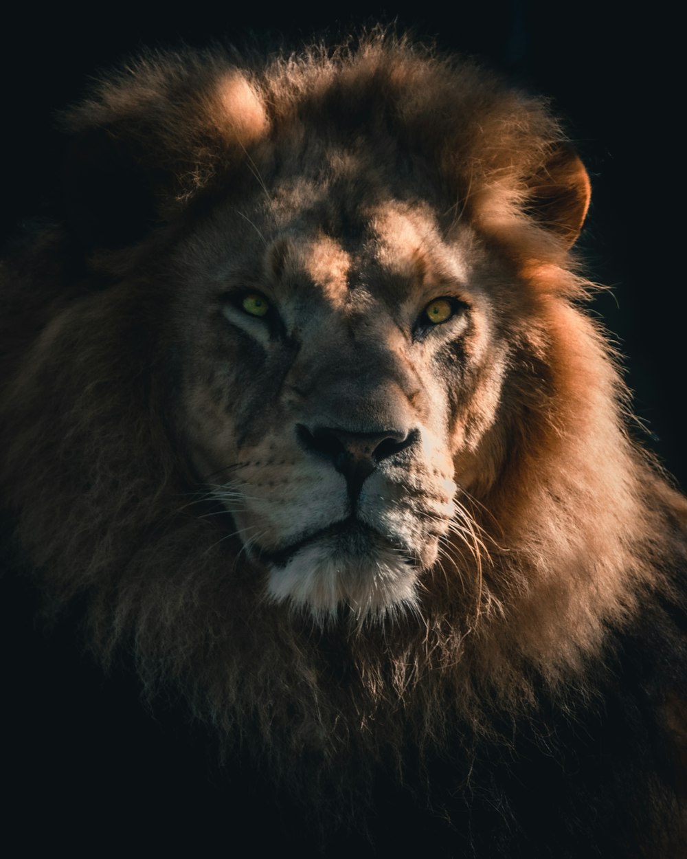 brown lion in close up photography