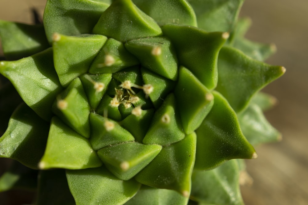 green plant in close up photography