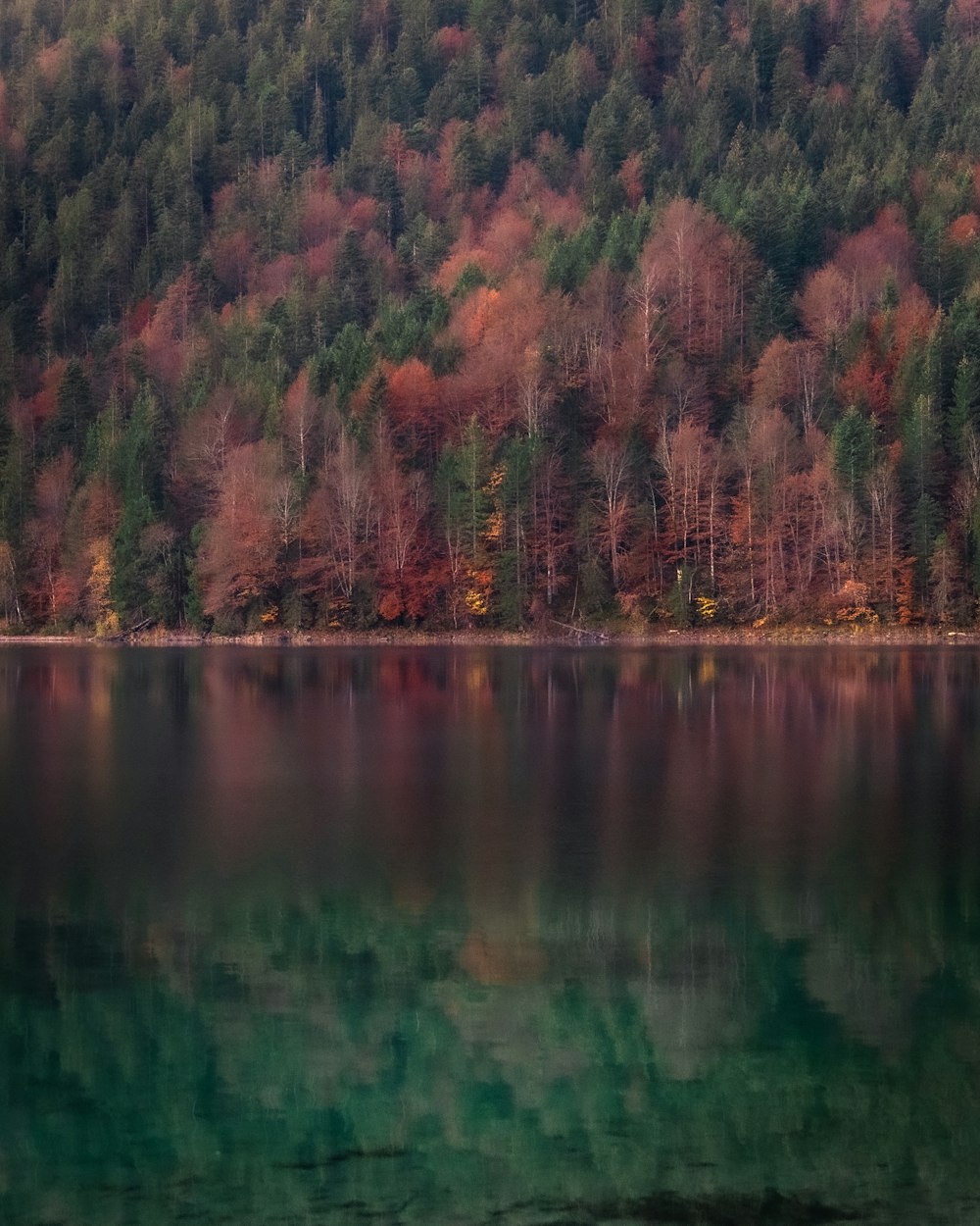 green and brown trees beside body of water during daytime