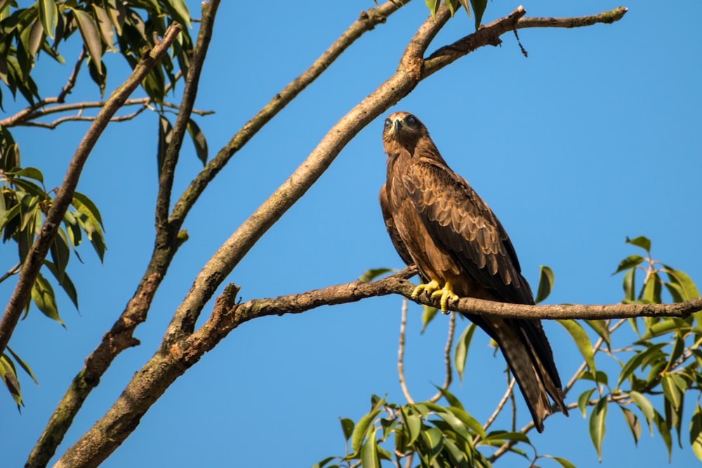 brown and black eagle on brown tree branch during daytime