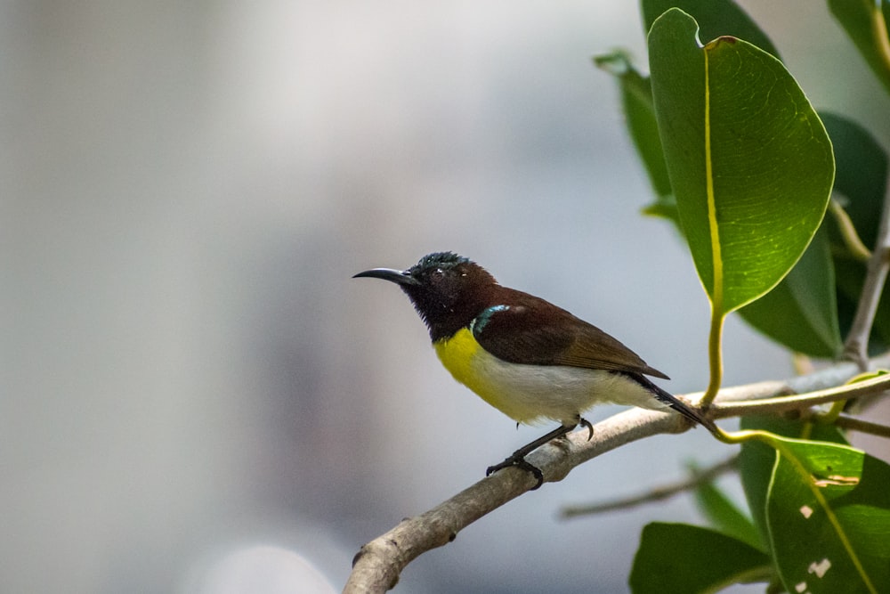 black and white bird on tree branch