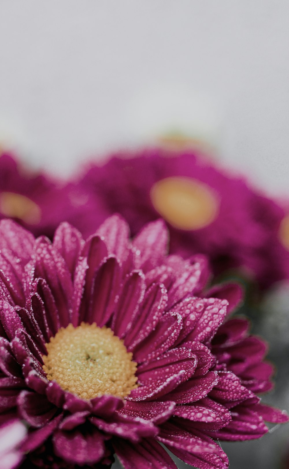 pink and yellow flower in tilt shift lens