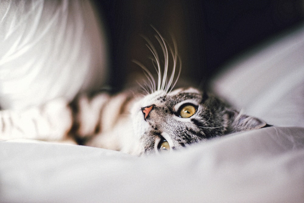 silver tabby cat on white textile