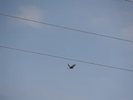 A bird mid-flight between two perches spaced several feet apart in a sunlit training area.