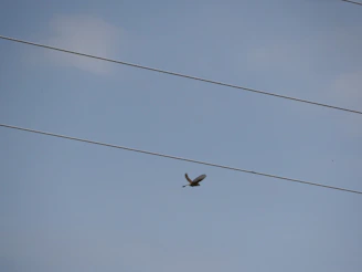 A bird mid-flight between two perches spaced several feet apart in a sunlit training area.