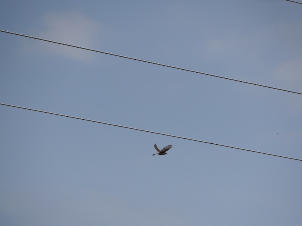 black bird flying on the sky during daytime